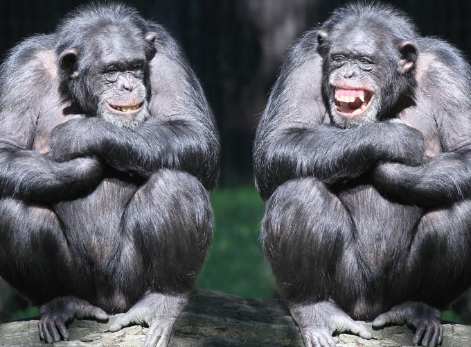 Wallpaper chimpanzee, couple, cute animals, monkey, funny, Animals 3484519960